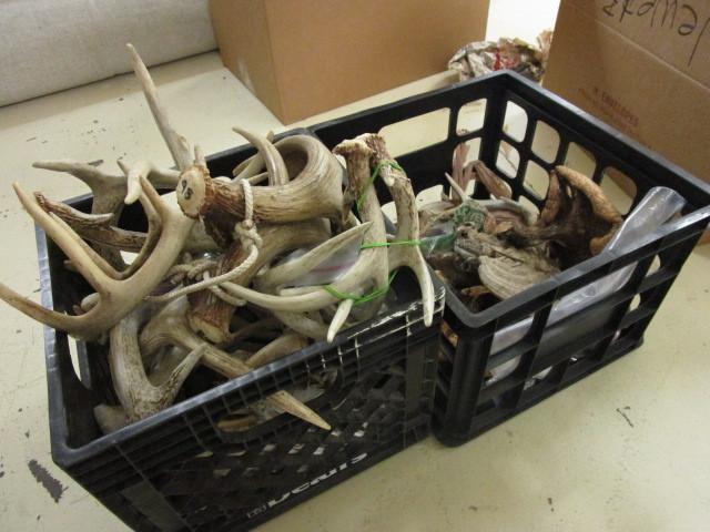 lot 335 image: ASSORTED SHED ANTLER PAIRS  DRIED MUSHROOMSMORELS