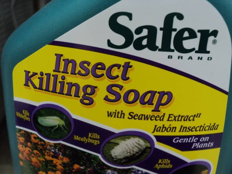 lot 384 image: 4 bottles of Safer Insect Killing S...
