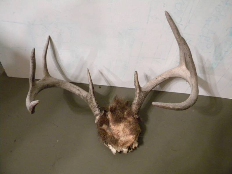 Deer Antlers