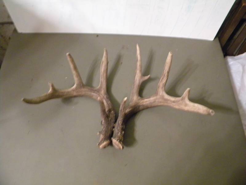 Deer Antlers