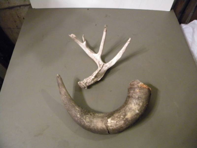 Antler & Horn