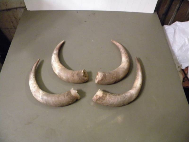 4 Horns