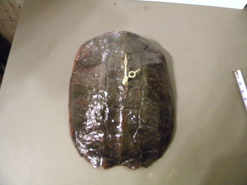 Turtle Shell Clock
