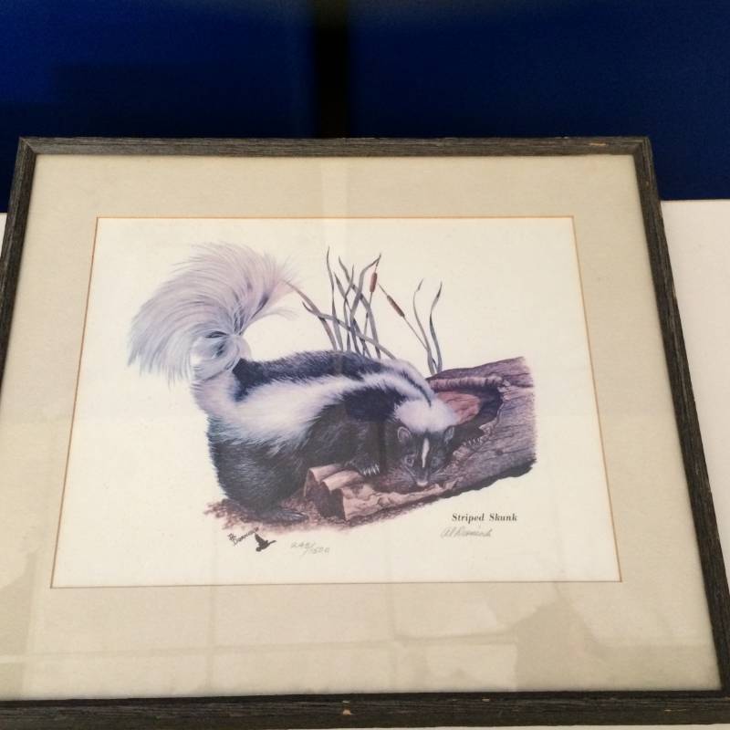 lot 17 image: Antique Framed & Matted Wildlife Print Numbered 243500 Pencil Signed By Artist&nbspAl Dornisch Title&nbspStriped Skunk  Size&nbsp14.5 x 17.5 Excellent Condition