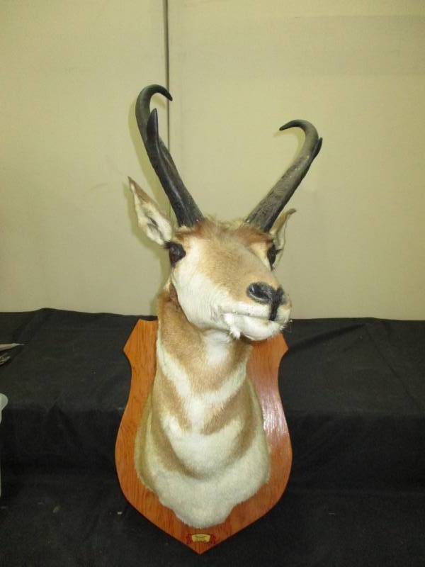 Pronghorn Antelope Nice Condition