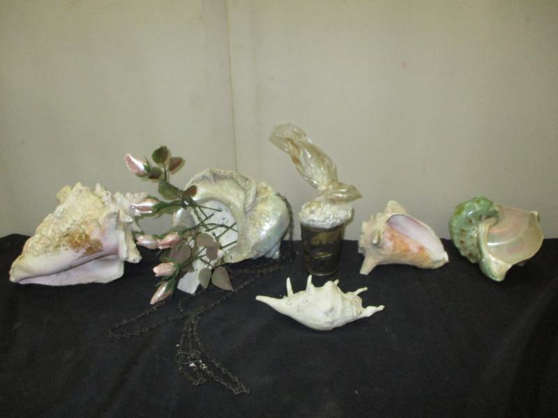 Sea Shell Dcor