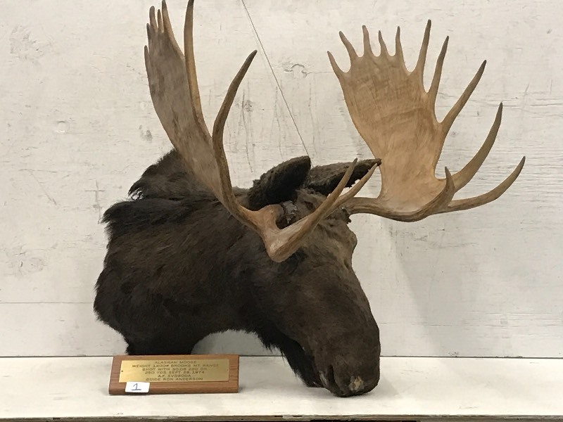 Alaskan Moose Mount