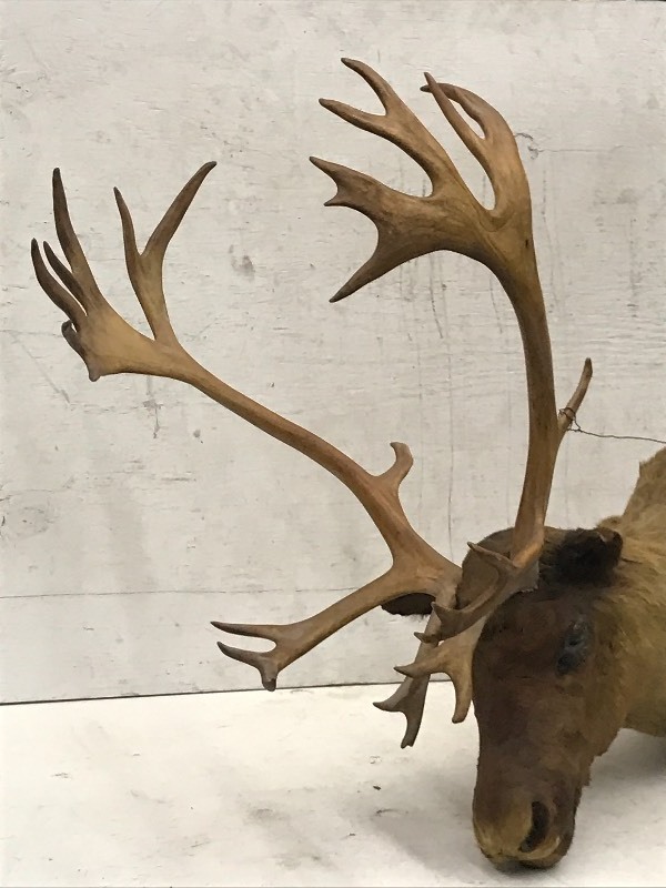 Woodland Caribou Mount