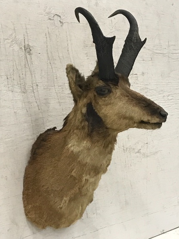 Antelope  ProngHorn Mount