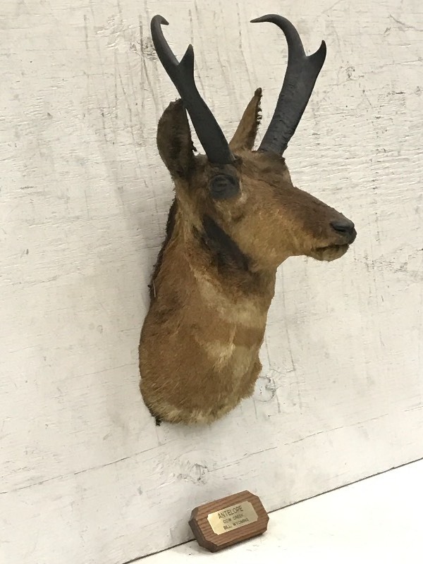 Antelope  ProngHorn Mount