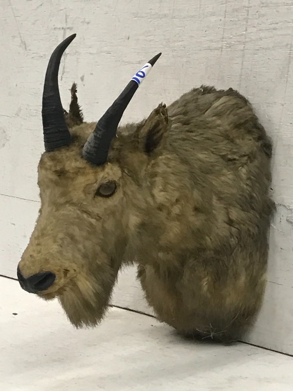 Rocky Mountain Goat Mount