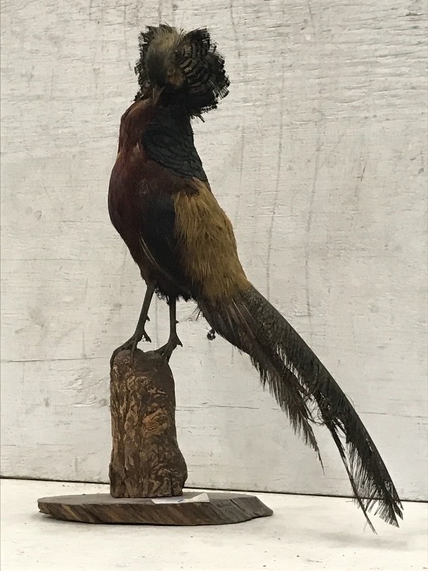 Golden Pheasant Mount