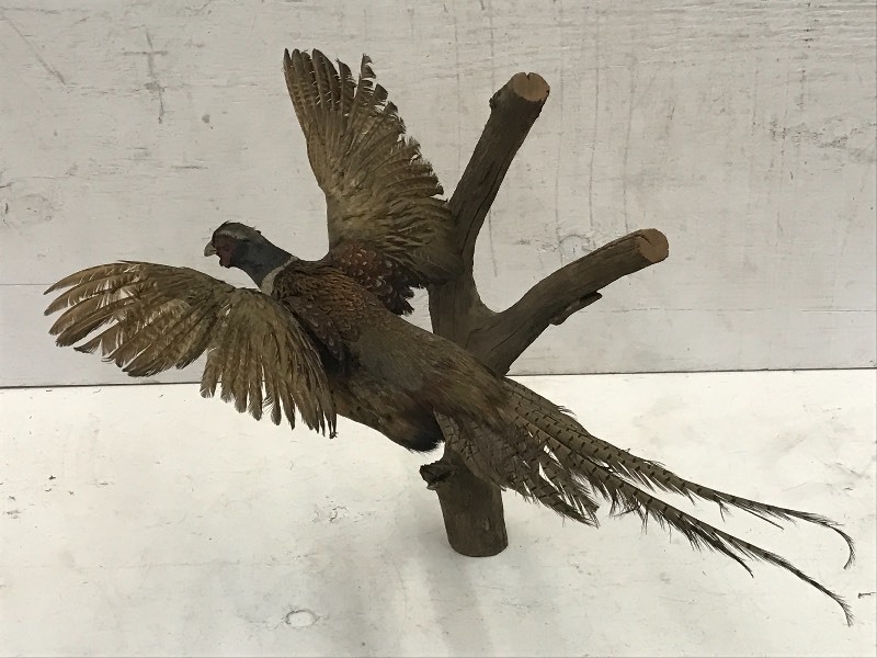Pheasant Bird Mount