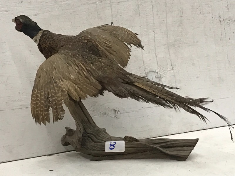 Pheasant Bird Mount