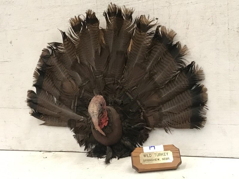 Wild Turkey Mount