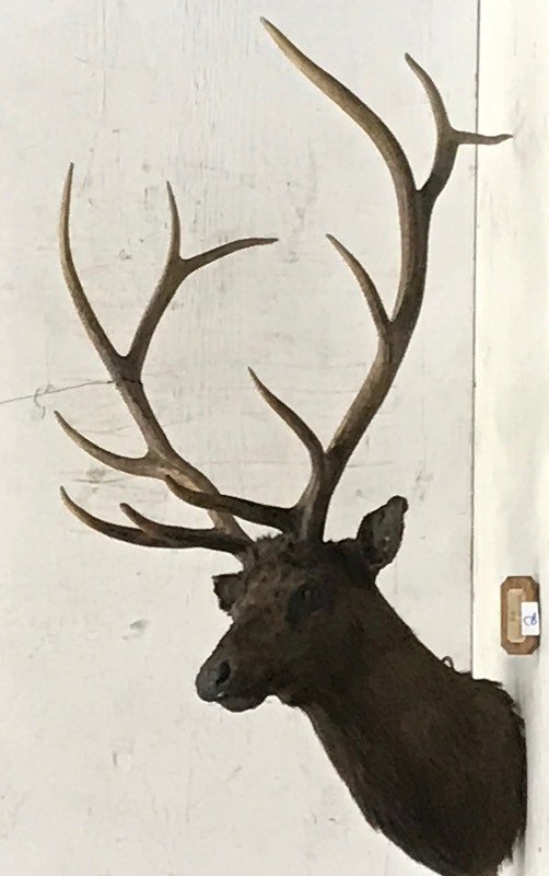 Elk Mount
