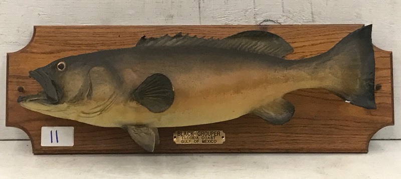 Black Grouper Fish Mount