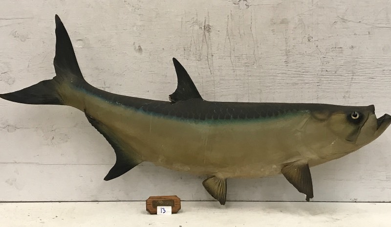 Tarpon Fish Mount