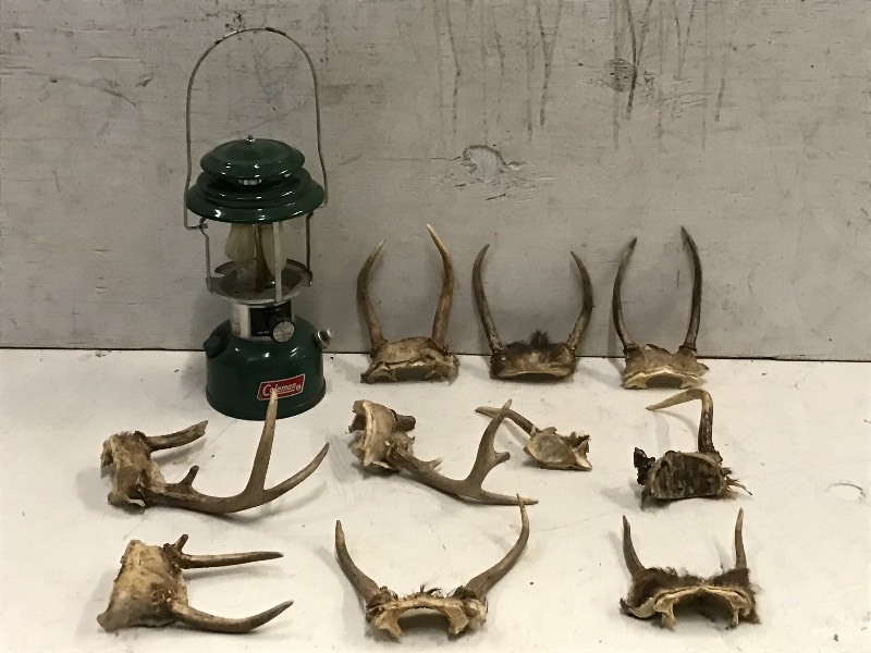 lot 71 image: Coleman Lantern & Whitetail Deer Antlers