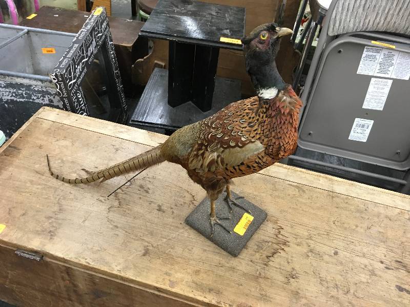 Stuffed Bird