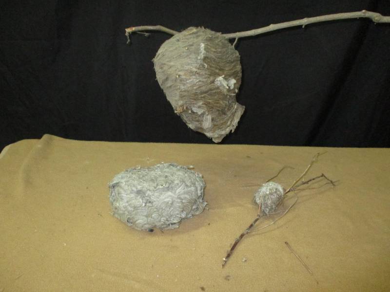 lot 29 image: Hives and Bird Nest