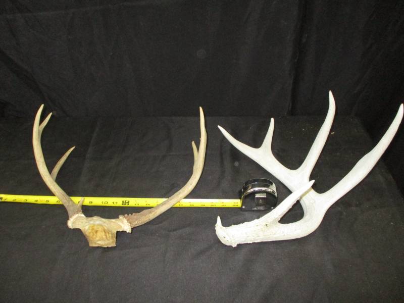 lot 226 image: Antlers