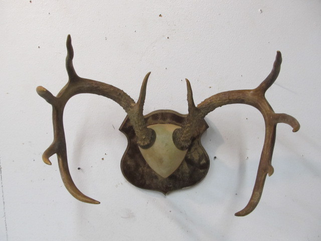 lot 21 image: Mounted Whitetail Deer Antlers