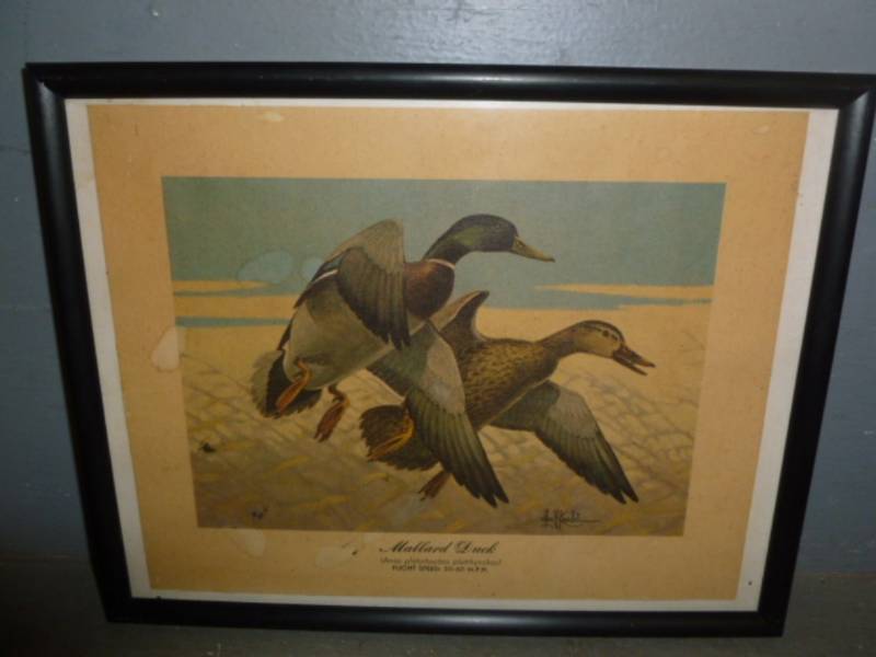 Les Kouba Print