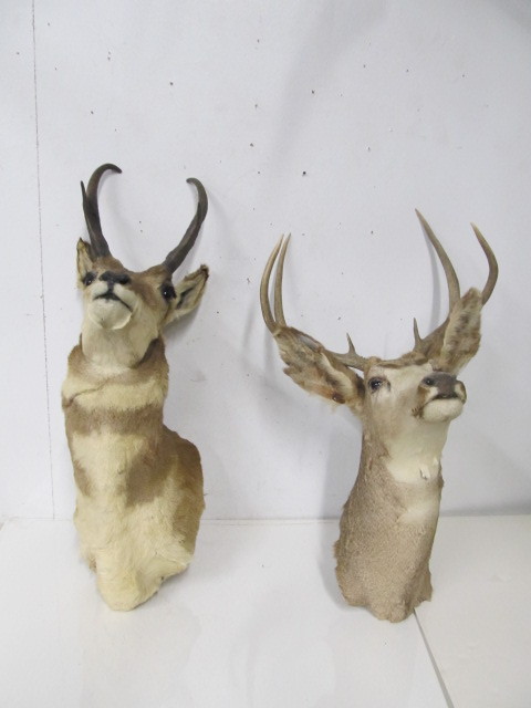 lot 1 image: Whitetail Deer & Antelope Taxidermy Mounts