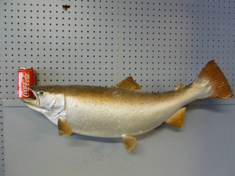 lot 157 image: Fish Mount