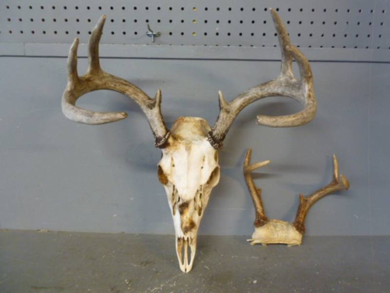 lot 183 image: Deer Antler