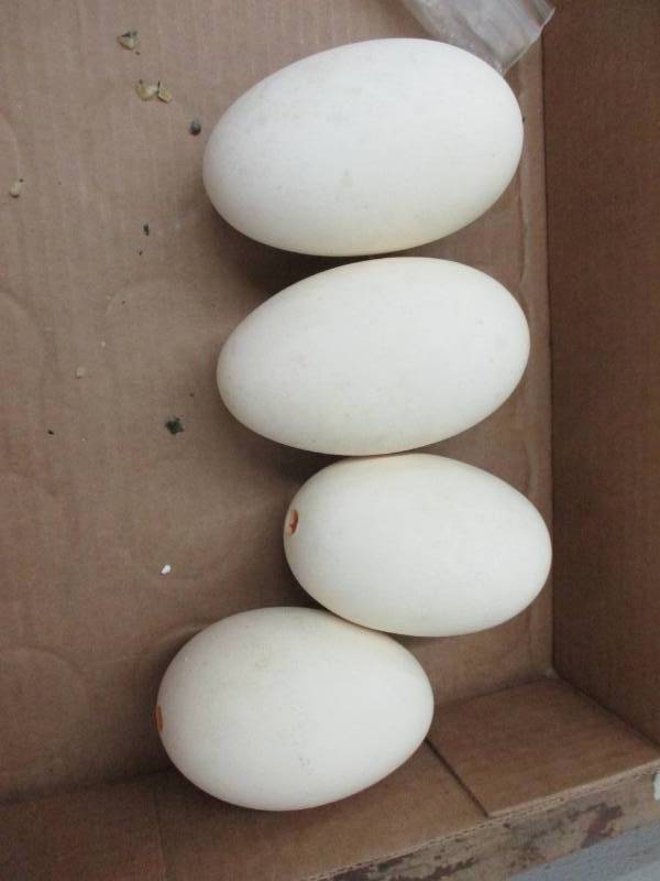 lot 22 image: Large Eggs
