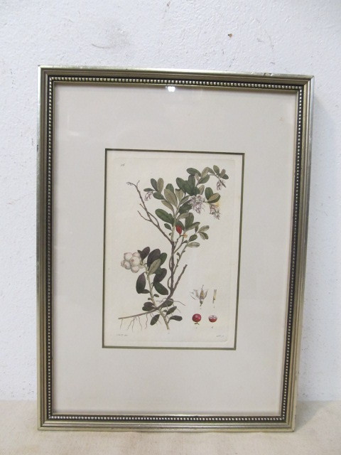 lot 166 image: Original Hand Colored Botanical Book Plate Print - circa 1790