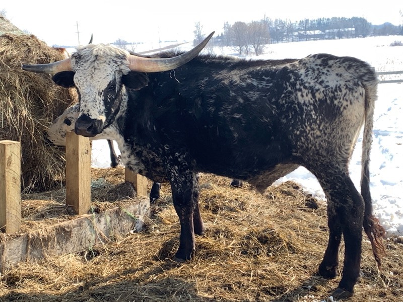 PURE-BREED TEXAS LONGHORN STEER  (Please Read ALL Auction Details  Terms & Conditions)