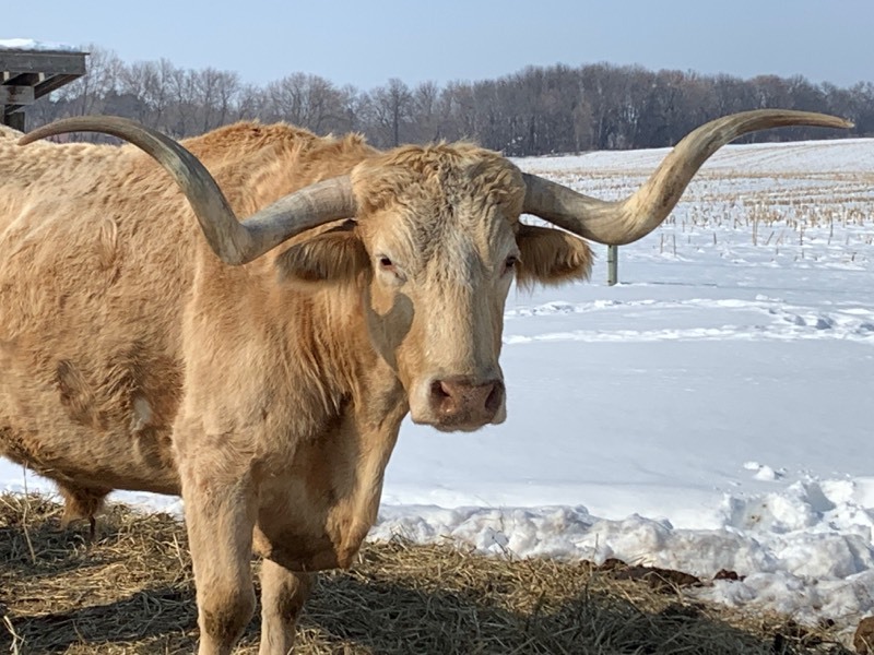 PURE-BREED TEXAS LONGHORN STEER  (Please Read ALL Auction Details  Terms & Conditions)