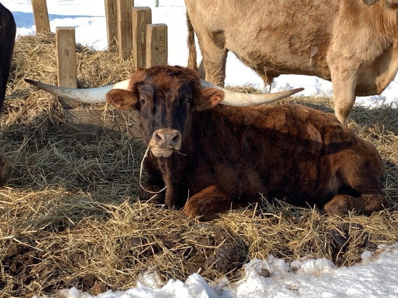 PURE-BREED TEXAS LONGHORN STEER  (Please Read ALL Auction Details  Terms & Conditions)