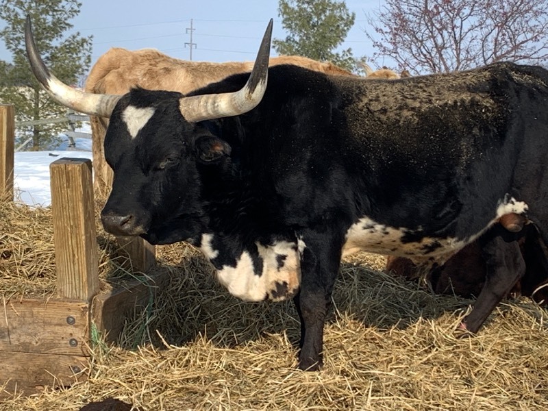 PURE-BREED TEXAS LONGHORN BULL (Please Read ALL Auction Details  Terms & Conditions)