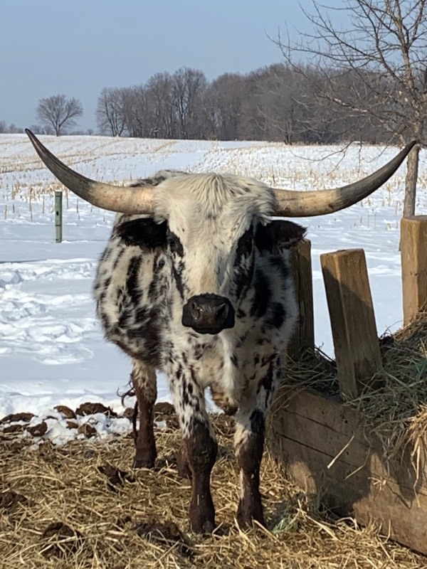 PURE-BREED TEXAS LONGHORN STEER  (Please Read ALL Auction Details  Terms & Conditions)