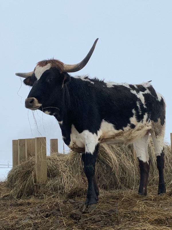 PURE-BREED TEXAS LONGHORN HEIFER  (Please Read ALL Auction Details  Terms & Conditions)