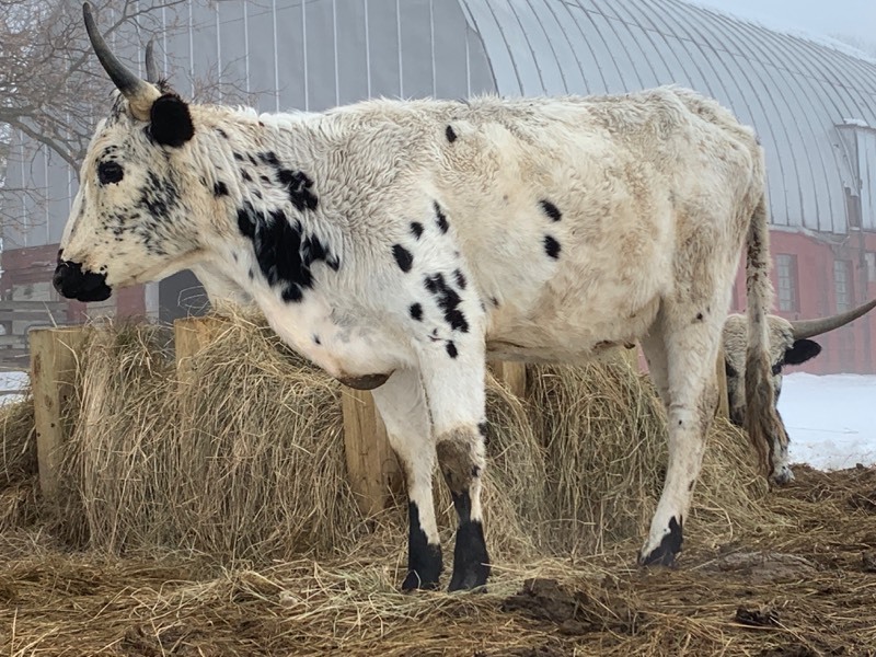 PURE-BREED TEXAS LONGHORN HEIFER  (Please Read ALL Auction Details  Terms & Conditions)