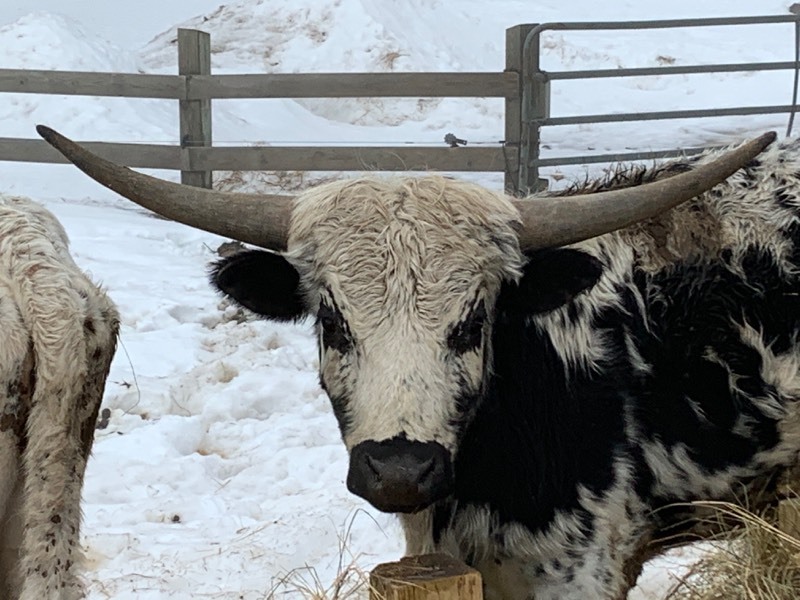 PURE-BREED TEXAS LONGHORN BULL  (Please Read ALL Auction Details  Terms & Conditions)