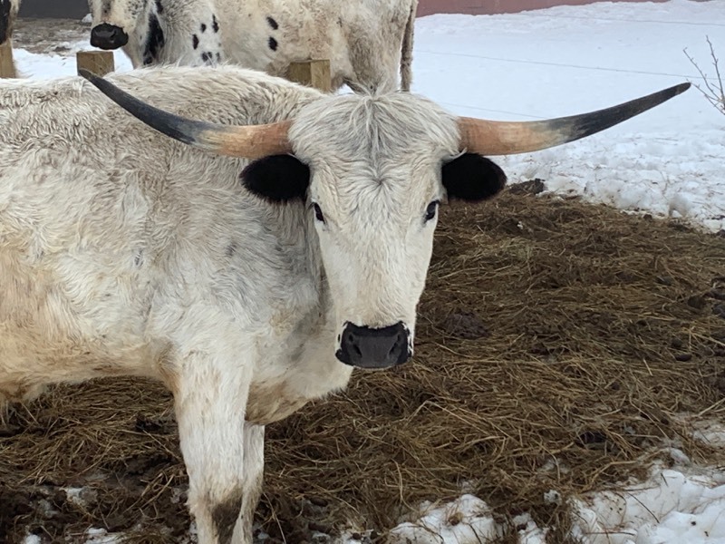 PURE-BREED TEXAS LONGHORN STEER  (Please Read ALL Auction Details  Terms & Conditions)