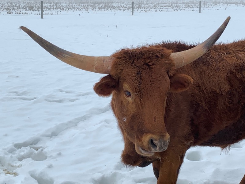 PURE-BREED TEXAS LONGHORN STEER  (Please Read ALL Auction Details  Terms & Conditions)