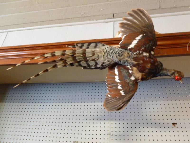 Pheasant Mount