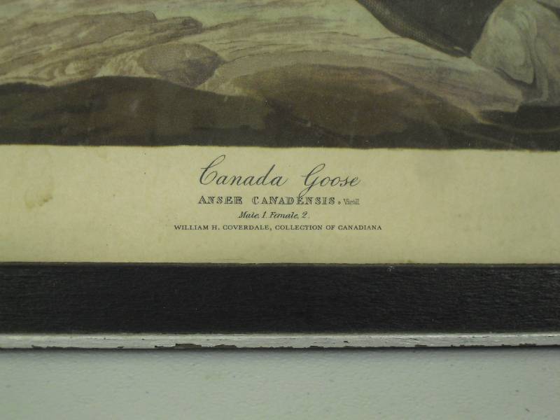 lot 24 image: Framed Vintage 1947 Audubon Canadian Goose Calendar Print