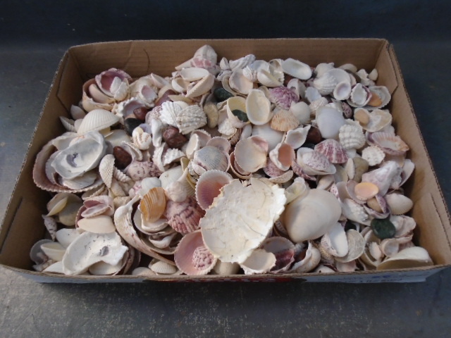 lot 56 image: Box of Sea Shells