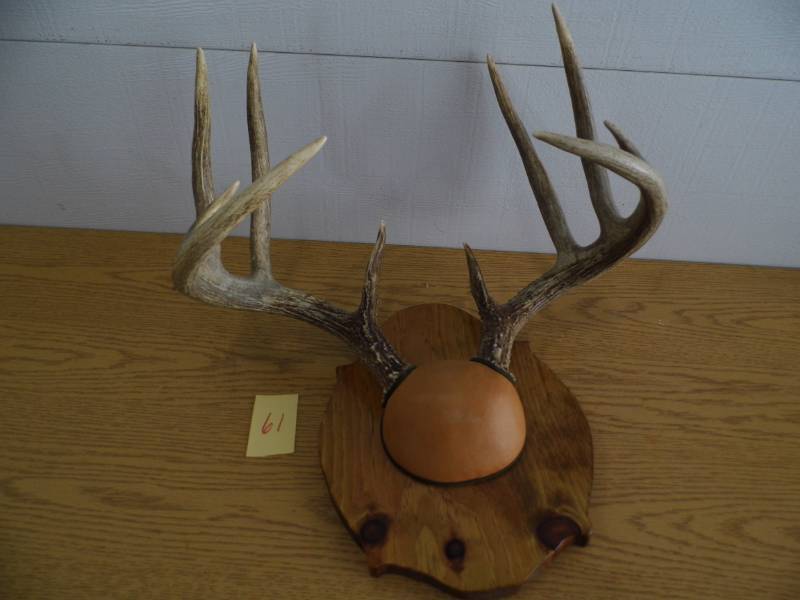 Deer Antlers