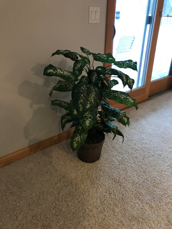 lot 13 image: Two House Plants & Tree