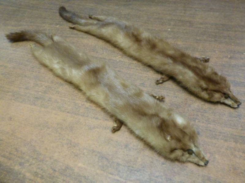 Mink Pelts