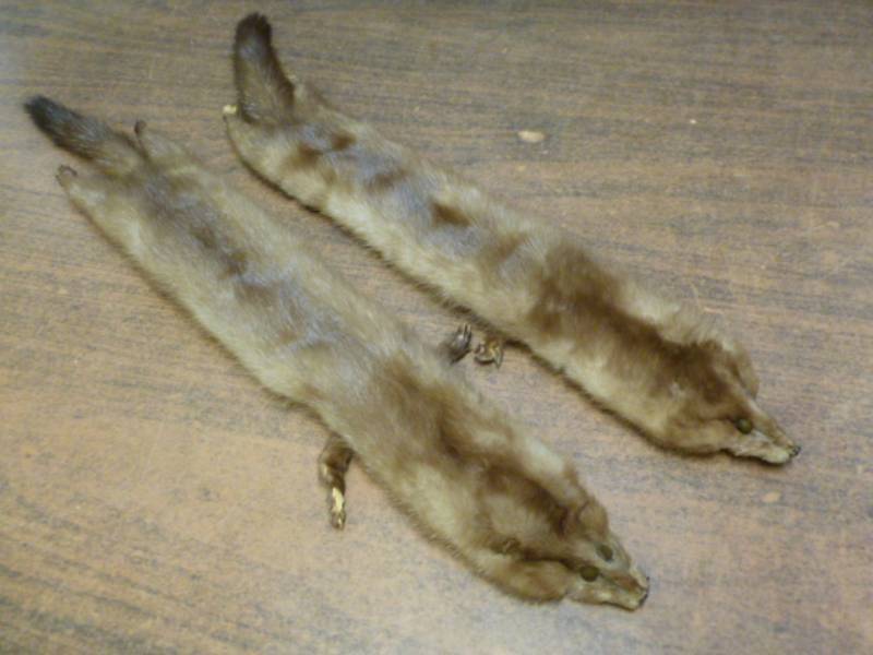 Mink Pelts